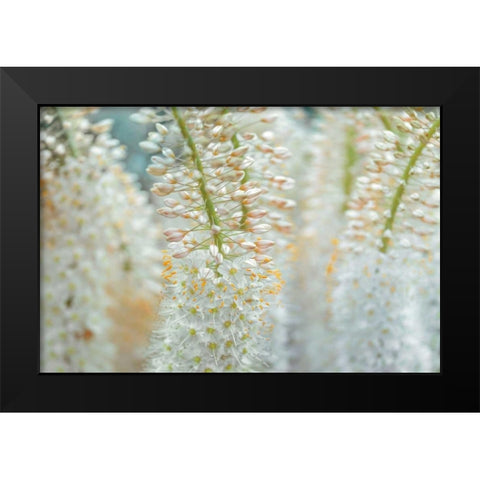 Humbled Black Modern Wood Framed Art Print by Frank, Assaf