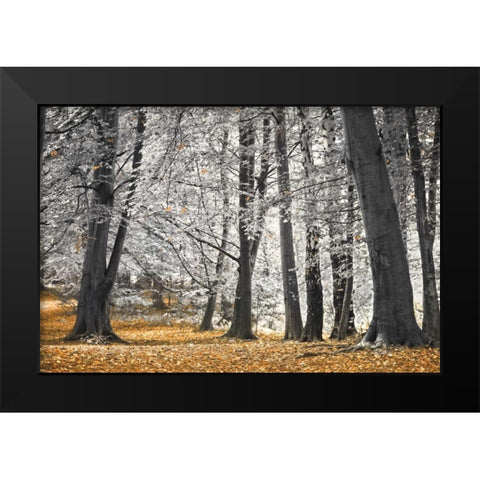 Autumn Tress and Leaves Black Modern Wood Framed Art Print by Frank, Assaf