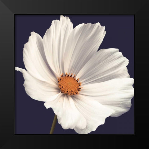 Cosmos I Black Modern Wood Framed Art Print by Frank, Assaf