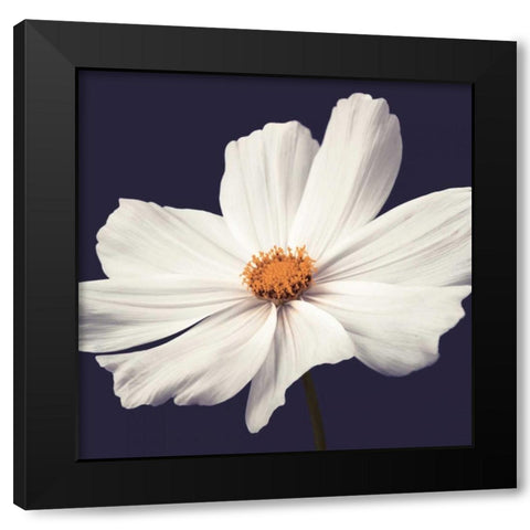 Cosmos II Black Modern Wood Framed Art Print by Frank, Assaf