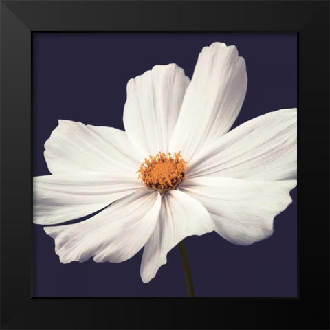 Cosmos II Black Modern Wood Framed Art Print by Frank, Assaf