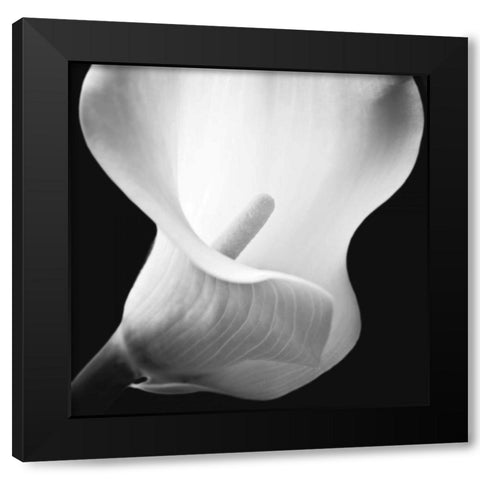 Softness I Black Modern Wood Framed Art Print by Frank, Assaf