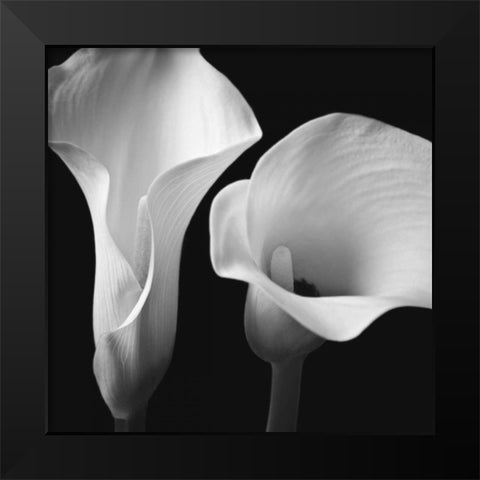 Softness II Black Modern Wood Framed Art Print by Frank, Assaf