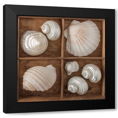 Seashells Treasures III Black Modern Wood Framed Art Print by Frank, Assaf