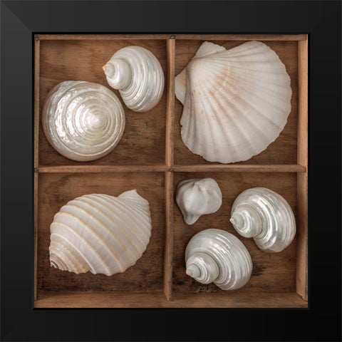 Seashells Treasures III Black Modern Wood Framed Art Print by Frank, Assaf