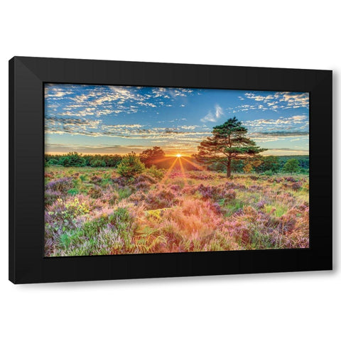 Heathland Sunset Black Modern Wood Framed Art Print by Frank, Assaf