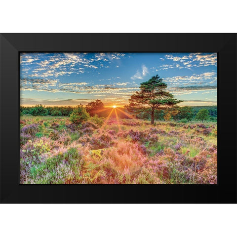 Heathland Sunset Black Modern Wood Framed Art Print by Frank, Assaf