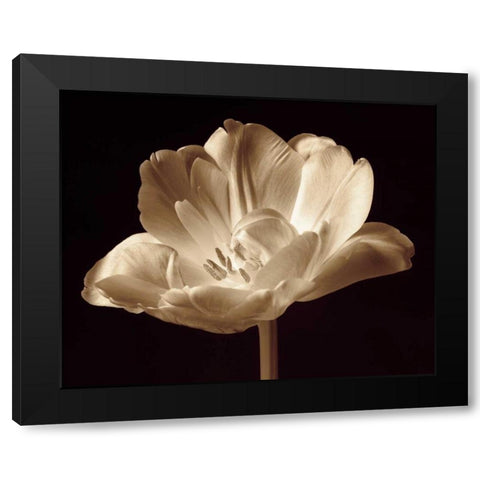 Champagne Tulip III Black Modern Wood Framed Art Print with Double Matting by Britt, Charles