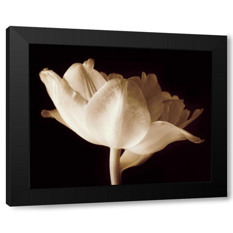 Champagne Tulip IV Black Modern Wood Framed Art Print with Double Matting by Britt, Charles