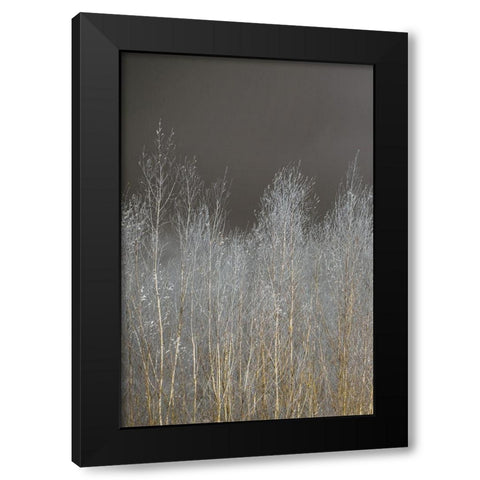 Silver Forest I Black Modern Wood Framed Art Print by Frank, Assaf