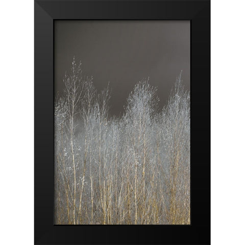 Silver Forest I Black Modern Wood Framed Art Print by Frank, Assaf