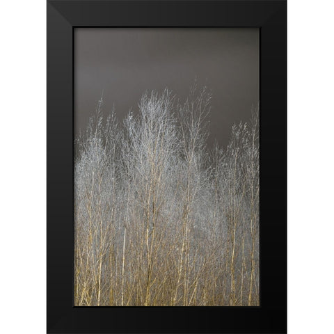 Silver Forest III Black Modern Wood Framed Art Print by Frank, Assaf