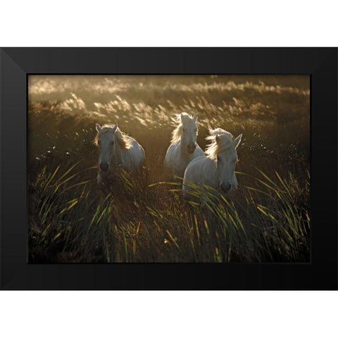 Wild and Free Black Modern Wood Framed Art Print by Ortega, Xavier