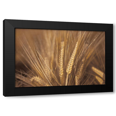 Wheat Field Black Modern Wood Framed Art Print by Frank, Assaf