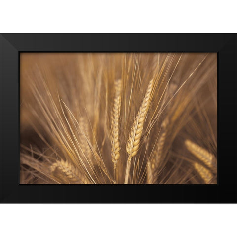 Wheat Field Black Modern Wood Framed Art Print by Frank, Assaf