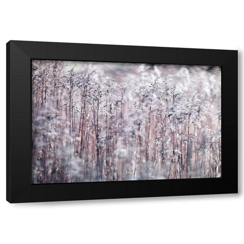 Cotton Tops Black Modern Wood Framed Art Print by Frank, Assaf