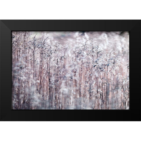 Cotton Tops Black Modern Wood Framed Art Print by Frank, Assaf