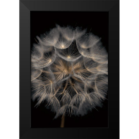 Fragile Beauty Black Modern Wood Framed Art Print by Frank, Assaf