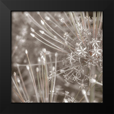 Silver Alliums Black Modern Wood Framed Art Print by Frank, Assaf