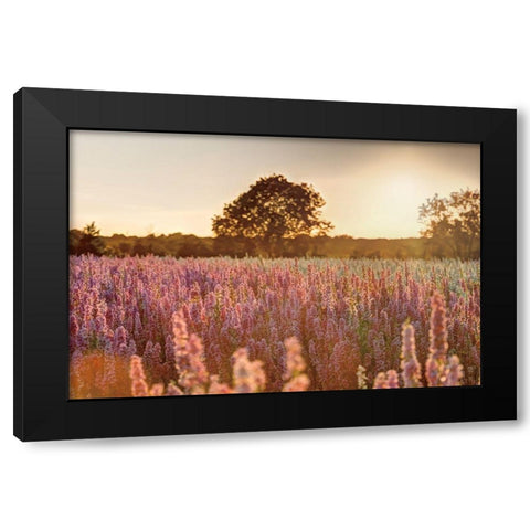 Delphinium Sunset Black Modern Wood Framed Art Print by Frank, Assaf