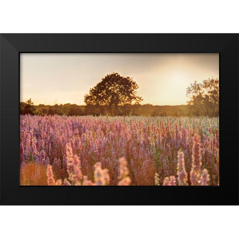 Delphinium Sunset Black Modern Wood Framed Art Print by Frank, Assaf