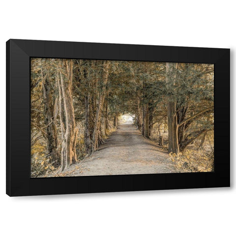 Autumn Forest Black Modern Wood Framed Art Print by Frank, Assaf