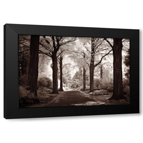 Arcadia Black Modern Wood Framed Art Print by Szilagyi, Ily