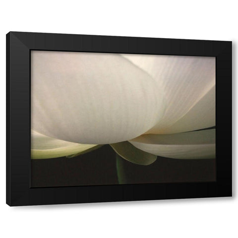 Lotus Stem Black Modern Wood Framed Art Print by Christensen, Jim