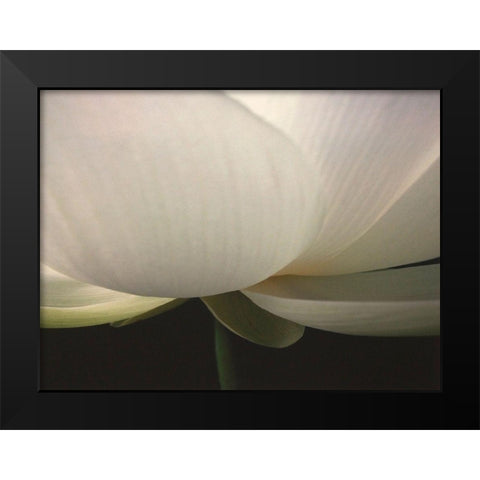 Lotus Stem Black Modern Wood Framed Art Print by Christensen, Jim