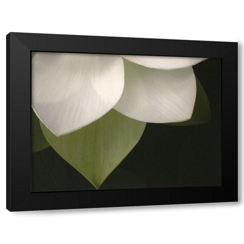 Lotus Closeup II Black Modern Wood Framed Art Print by Christensen, Jim