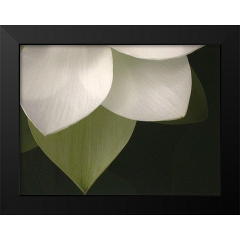 Lotus Closeup II Black Modern Wood Framed Art Print by Christensen, Jim