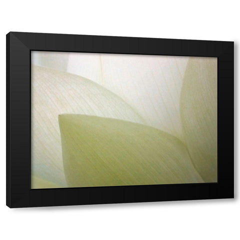 Lotus Curtain Black Modern Wood Framed Art Print by Christensen, Jim
