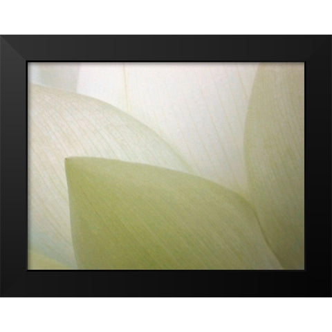 Lotus Curtain Black Modern Wood Framed Art Print by Christensen, Jim