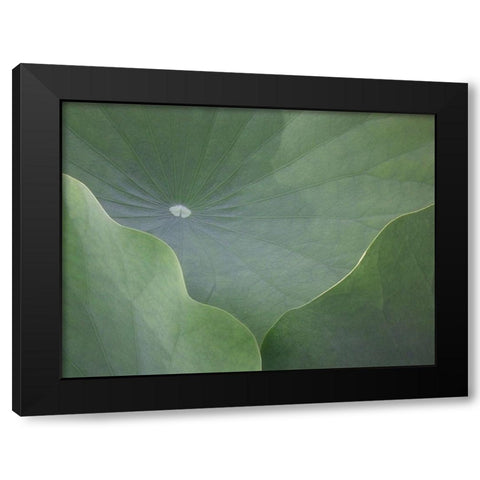 Lotus Leaves Black Modern Wood Framed Art Print by Christensen, Jim