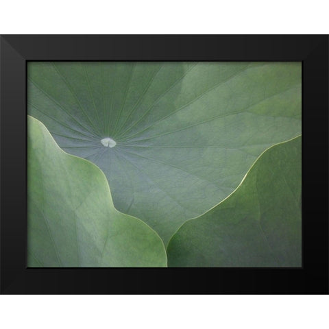 Lotus Leaves Black Modern Wood Framed Art Print by Christensen, Jim