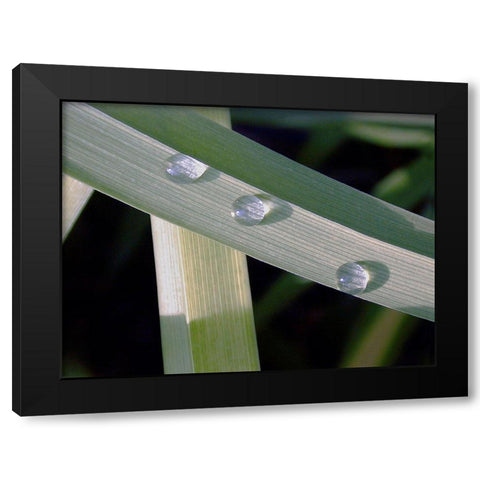 Leaf Design Black Modern Wood Framed Art Print by Christensen, Jim