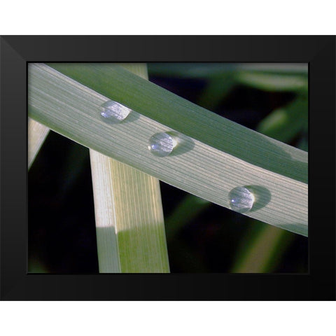Leaf Design Black Modern Wood Framed Art Print by Christensen, Jim
