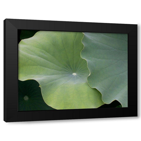 Lotus III Black Modern Wood Framed Art Print by Christensen, Jim