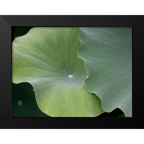 Lotus III Black Modern Wood Framed Art Print by Christensen, Jim
