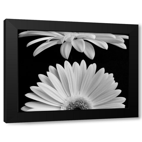 Daisies Black Modern Wood Framed Art Print with Double Matting by Christensen, Jim