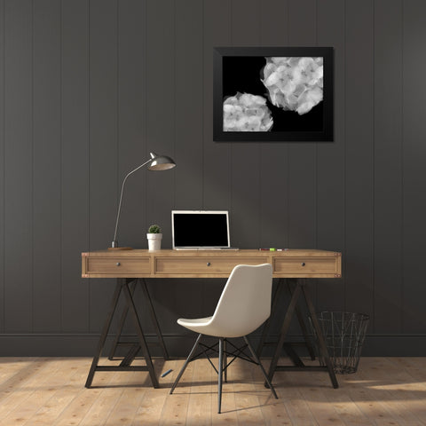 Hydrangea Black Modern Wood Framed Art Print by Christensen, Jim