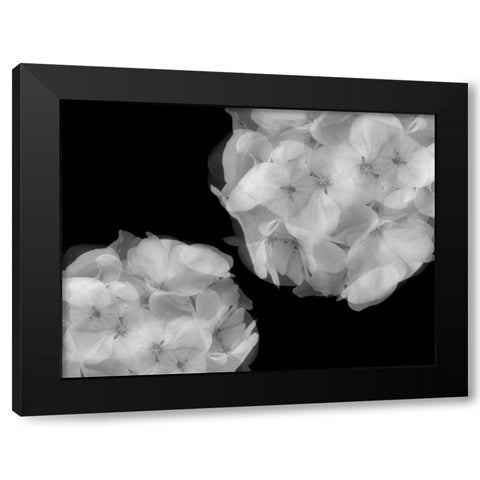 Hydrangea Black Modern Wood Framed Art Print with Double Matting by Christensen, Jim