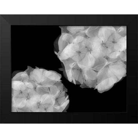 Hydrangea Black Modern Wood Framed Art Print by Christensen, Jim