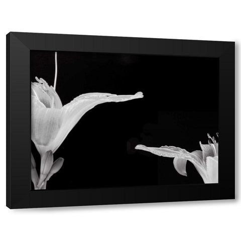 Lilies II Black Modern Wood Framed Art Print by Christensen, Jim