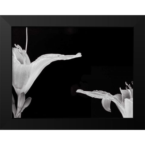 Lilies II Black Modern Wood Framed Art Print by Christensen, Jim
