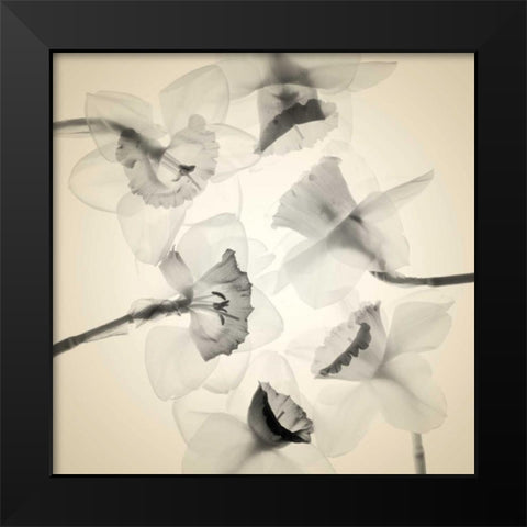 Bloom Collage Black Modern Wood Framed Art Print by Stalus, Judy