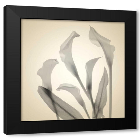 Daisy Duo Black Modern Wood Framed Art Print by Stalus, Judy