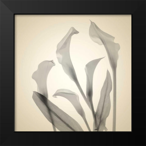 Daisy Duo Black Modern Wood Framed Art Print by Stalus, Judy