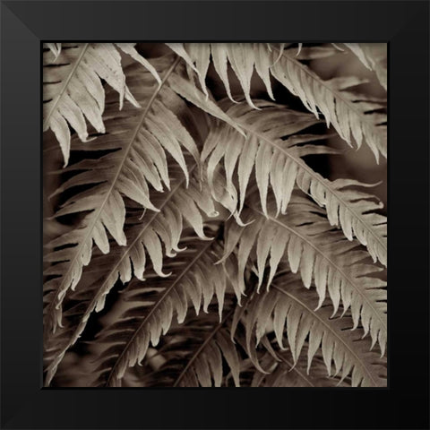 Florison - 51 Black Modern Wood Framed Art Print by Blaustein, Alan