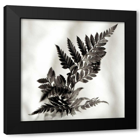 Florison - 41 Black Modern Wood Framed Art Print by Blaustein, Alan